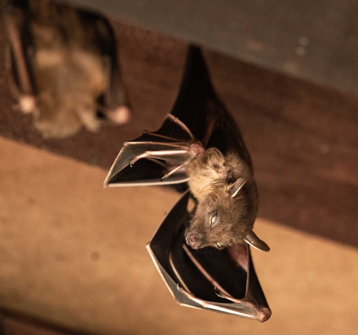 Bat removal services from wildlife removal experts in Wyoming, Delaware